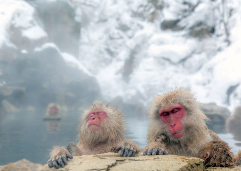 Weekend Relaxation: 7 Easy Trips from Tokyo to See Snow This Winter