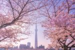 10 Sakura Spots for Social Distancing this Spring