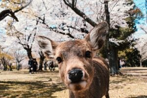 Local’s Guide to Nara: What can you do in Nara other than feed the deer?