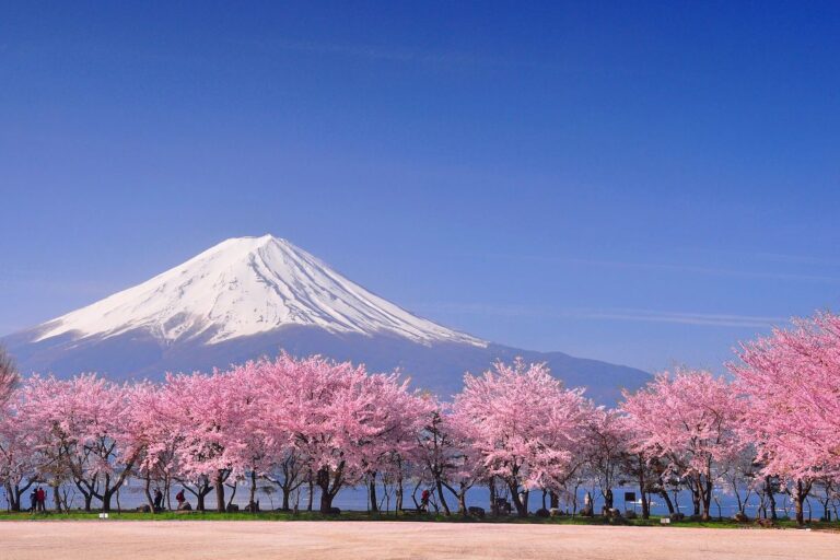 10 Spring Flowers That Worth Seeing In Japan