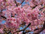 Spring Transitions in Japan