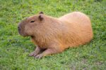 How Japan Fell in Love With the World’s Largest Rodent