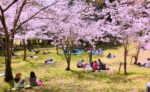 6 Spring Festivals You Must See When Visiting Japan