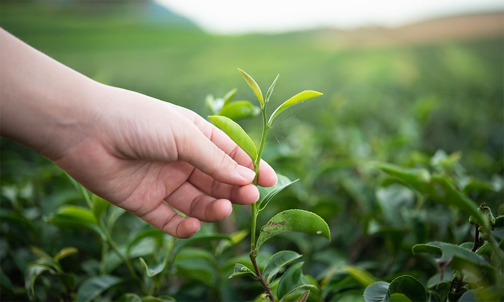 Drinking Tea in Japan