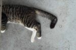 Cats With a Twist: Omagari-Neko in Nagasaki