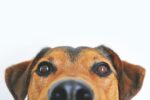 Your Complete Guide to Bringing Pets to Japan