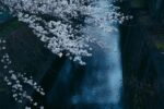 The Most Heartbreaking Thing About Moving to Japan (And Why It’s Worth Every Tear)