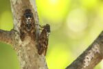 Cicadas and Their Iconic Place in Japanese Summers