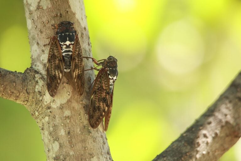 Cicadas and Their Iconic Place in Japanese Summers